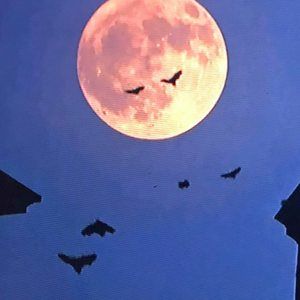 Meet your Posher, Jules